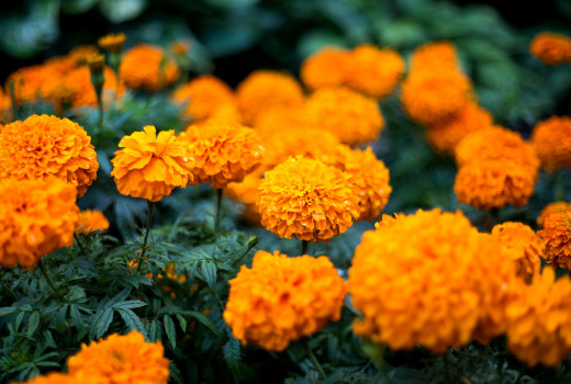 855924 (a): :2048x1375